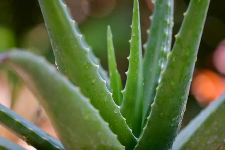 Χυμός aloe vera: Τι συμβαίνει όταν ξεκινάτε τη μέρα σας με χυμό aloe vera;