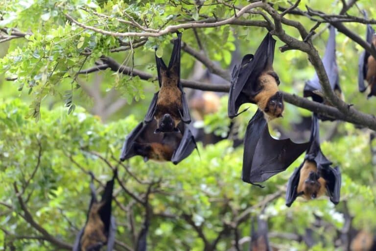 Ιός Nipah: Ο ιός Nipah ανιχνεύτηκε σε 9 πολιτείες της Ινδίας και είναι πολύ ανησυχητικό