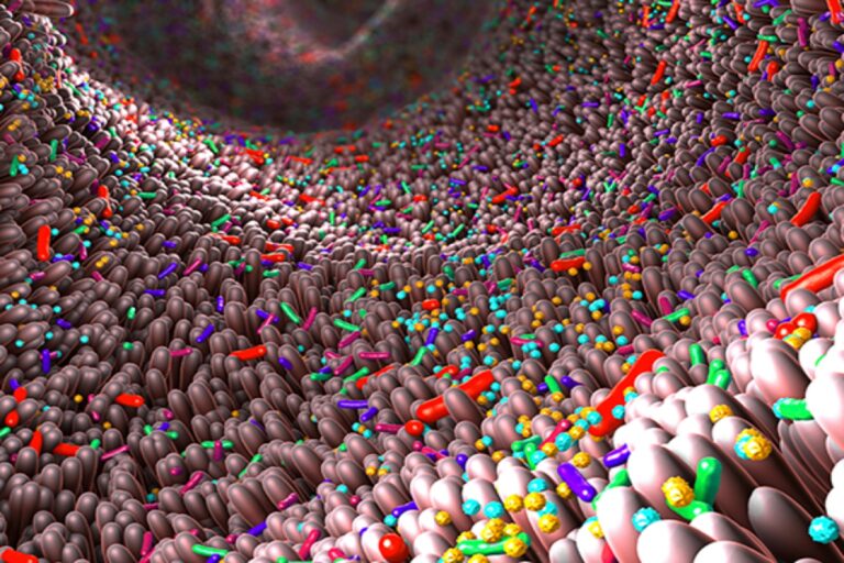 Υγεία πεπτικού: Πώς επηρεάζει η υγεία του εντέρου τον οργανισμό μας;