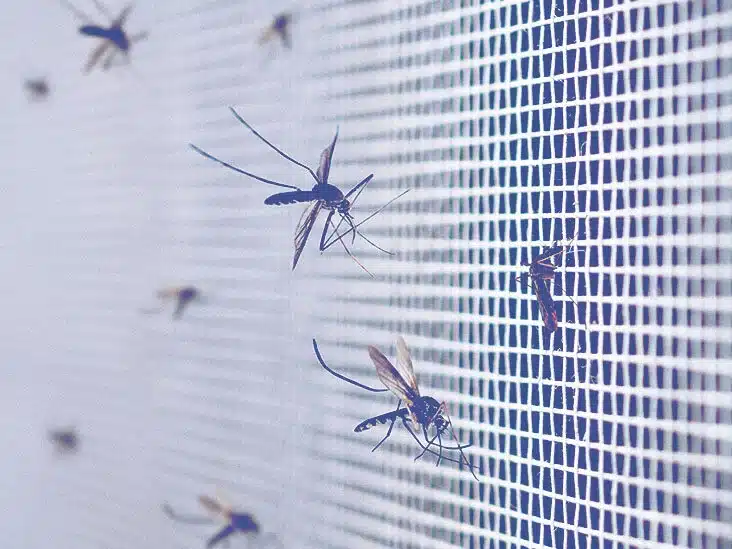 mosquito viruses