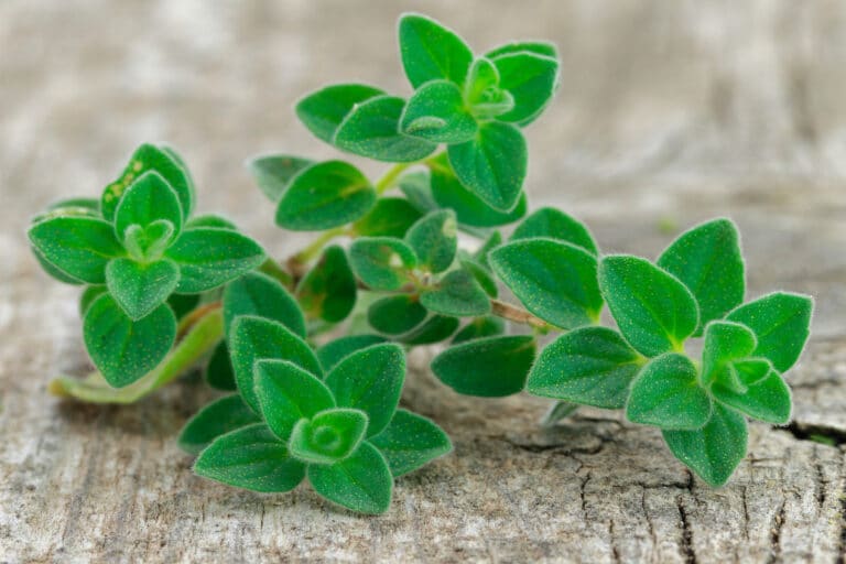 Ρίγανη: Γιατί η ρίγανη στο φαγητό μόνο καλό μπορεί να μας κάνει;