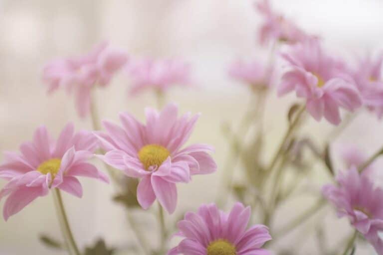 Εορτολόγιο: Ποιος γιορτάζει σήμερα 3 Σεπτεμβρίου;