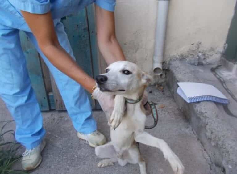 Υπουργείο Εσωτερικών: Επιλαμβάνεται του έργου βοήθειας των τετράποδων που επέζησαν από τις πλημμύρες