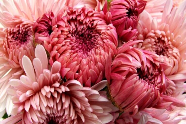 Εορτολόγιο: Ποιος γιορτάζει σήμερα 8 Οκτωβρίου;