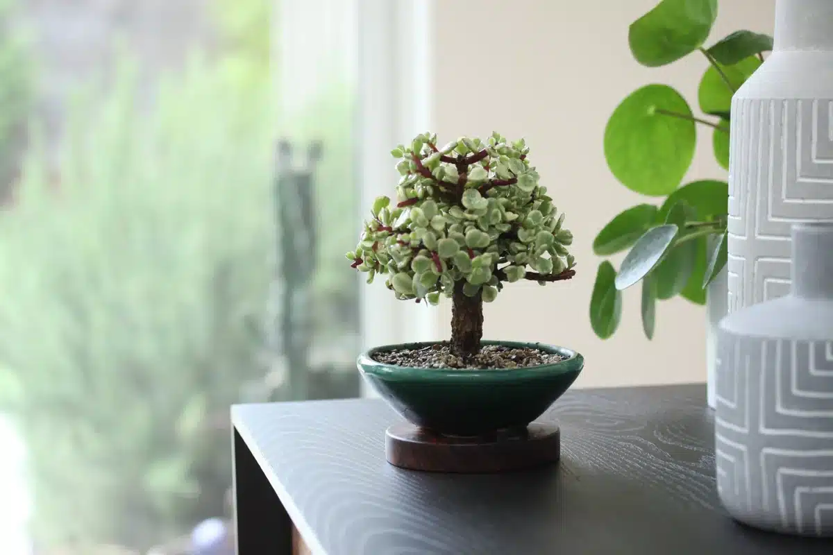 fyta feng shui kaki