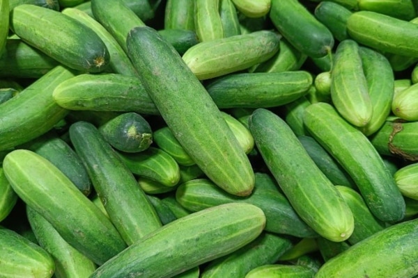 aggouri 2