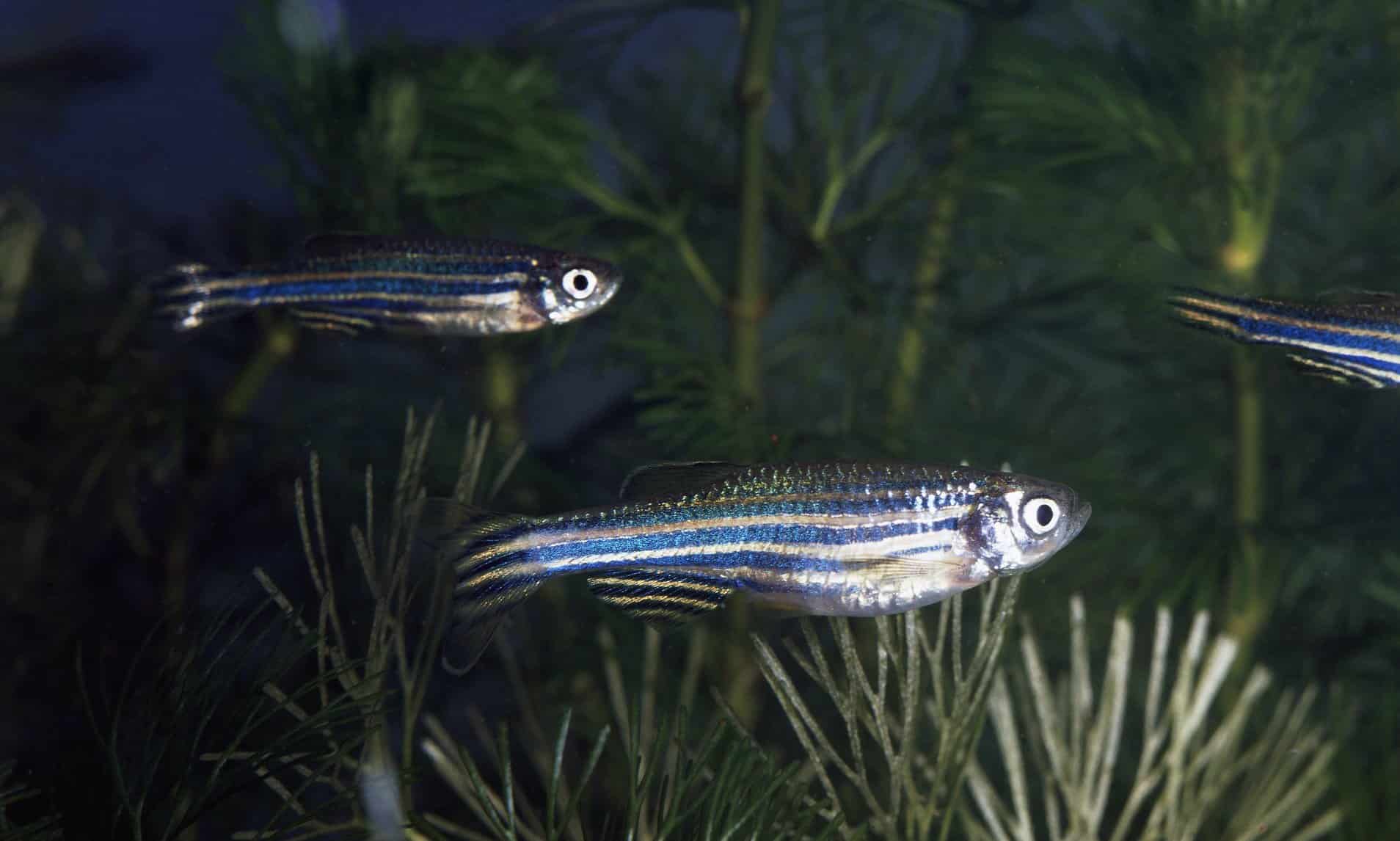 kardia zebrafish