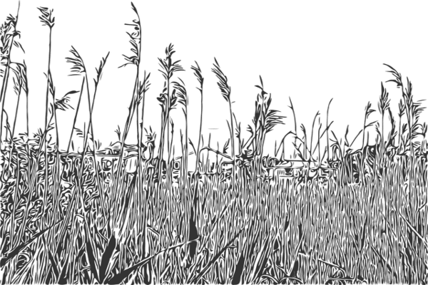 sitari
