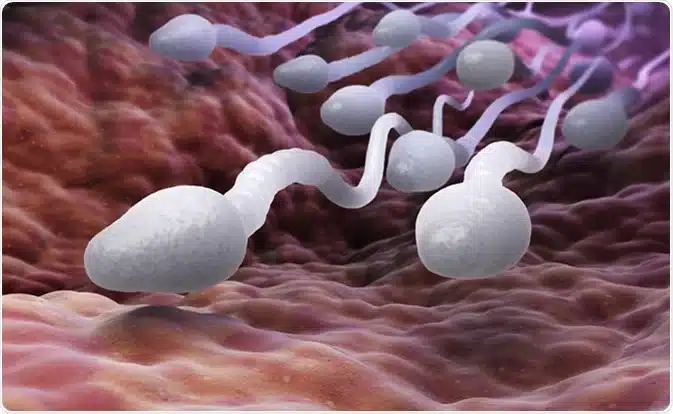 sperma andre