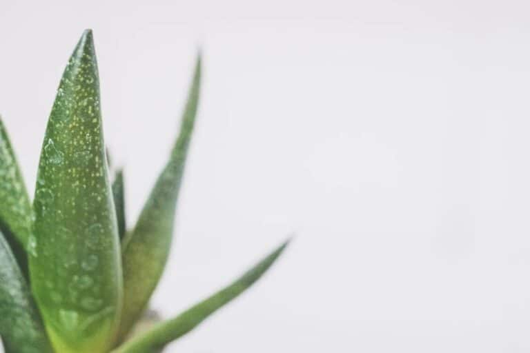 Aloe vera: 6 hacks αλόης βέρα για ξηρό δέρμα για τον χειμώνα