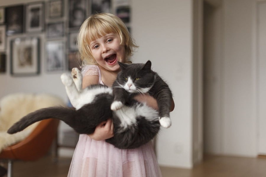 cat