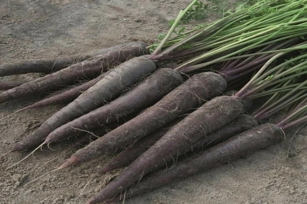 karoto 1