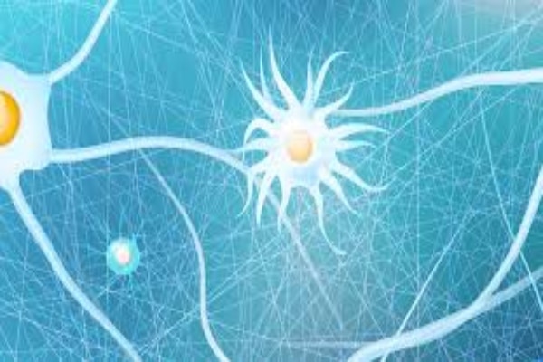 neurones
