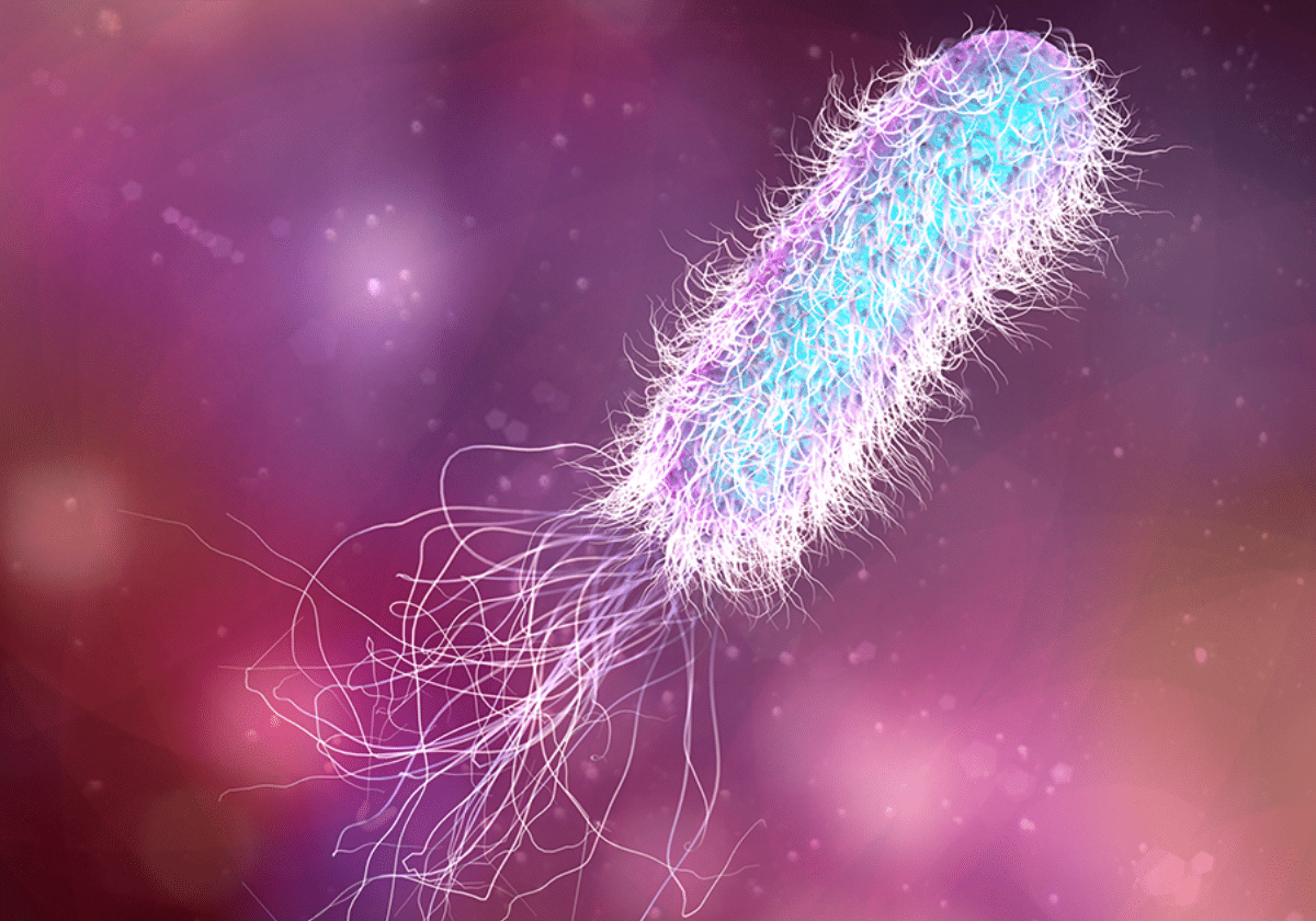 pseudomonas aeruginosa l