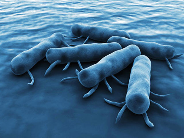 salmonella bacteria 1