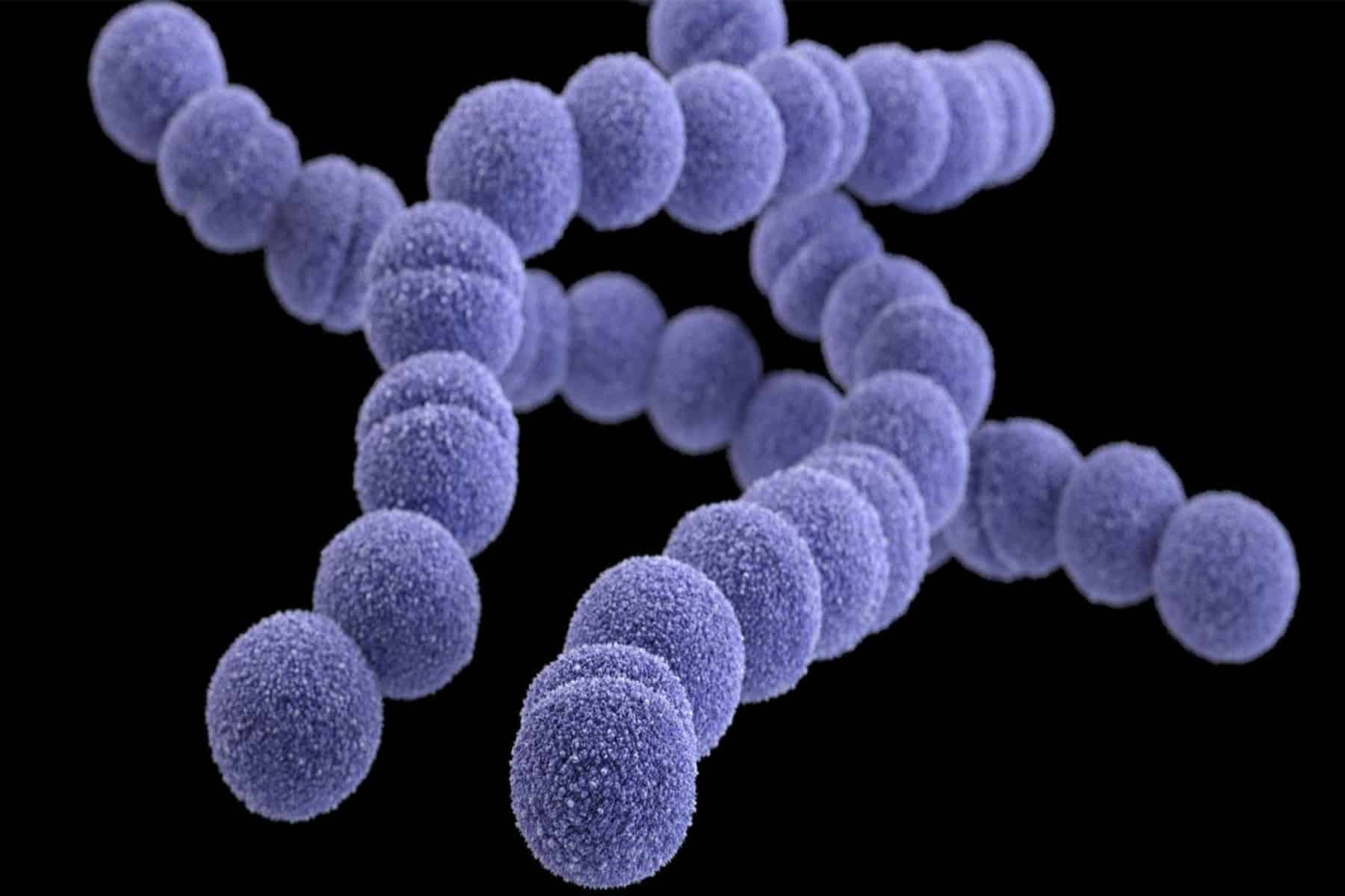 strep 2
