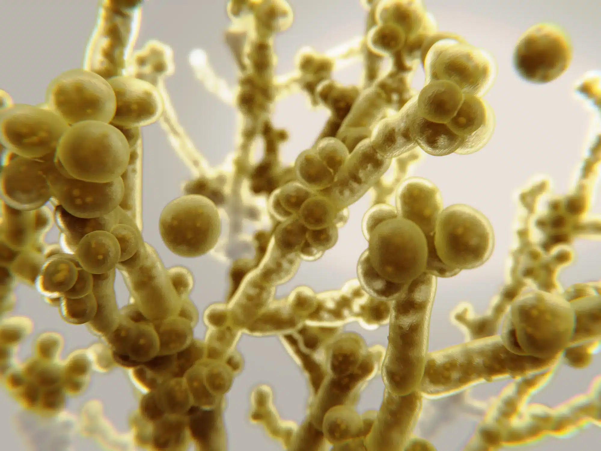 candida