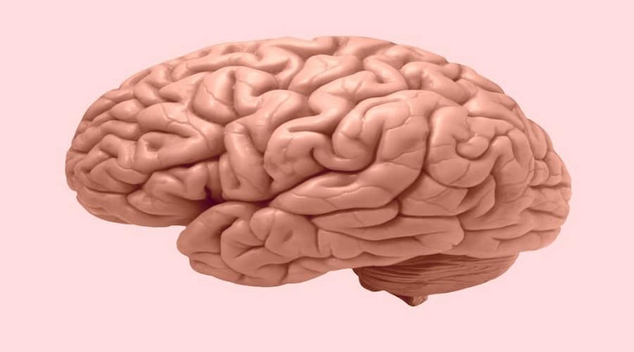brain 3