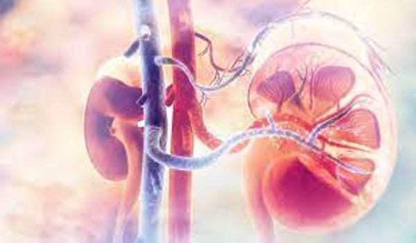 kidney a