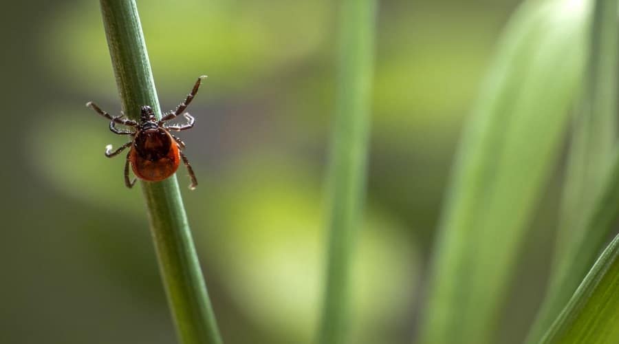 lyme a