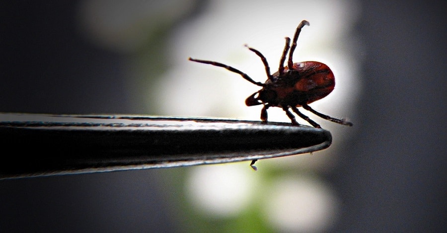 lyme