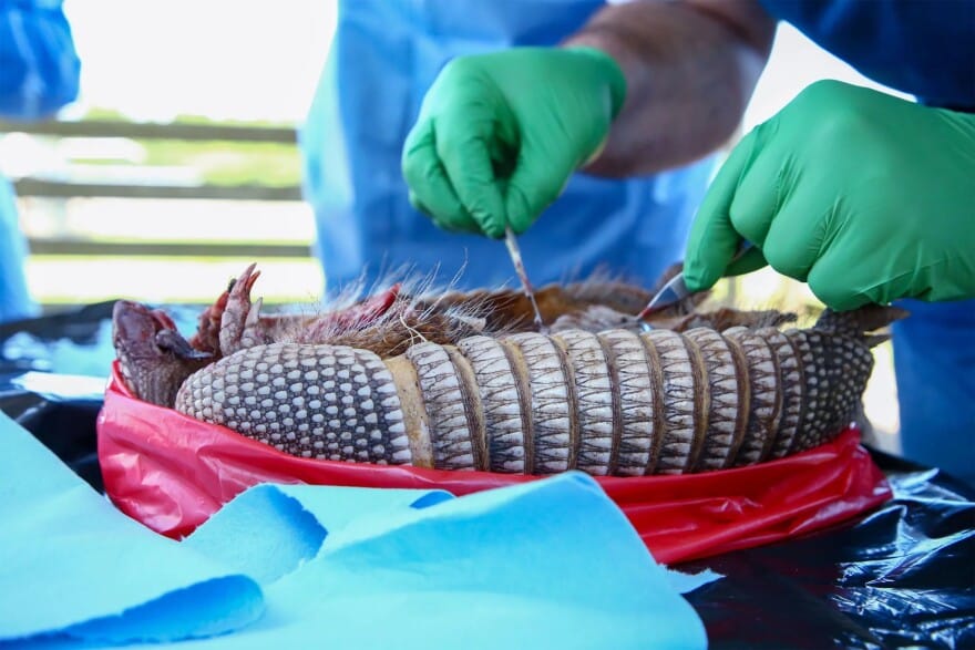 armadillos