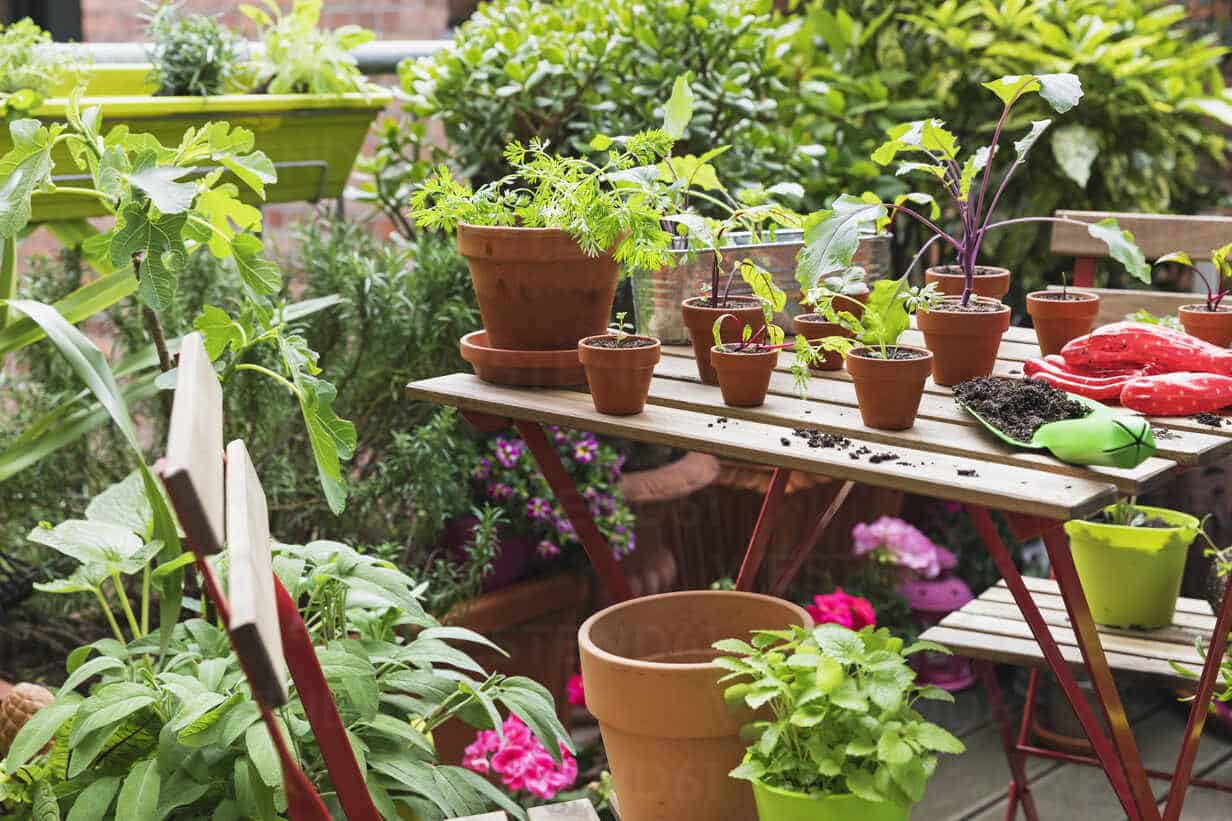 herbs and vegetables cultivated on balcony garden gwf06866