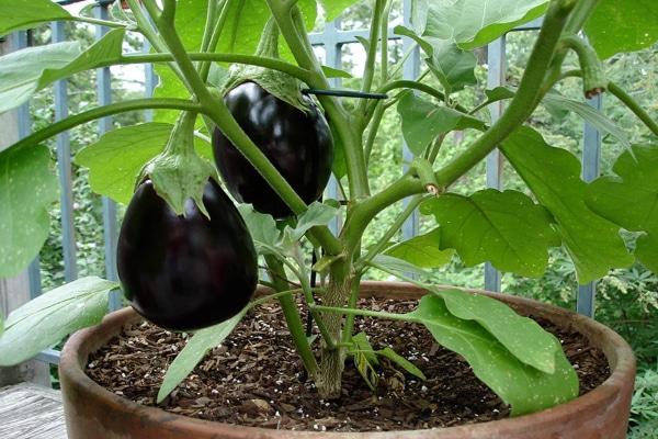 melitzana1