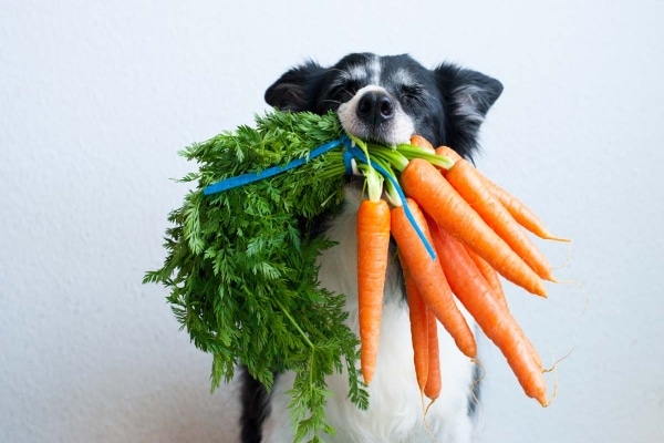 vegan skilos 1