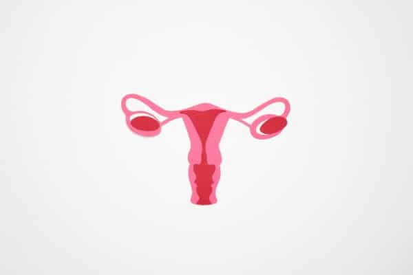 ovaries