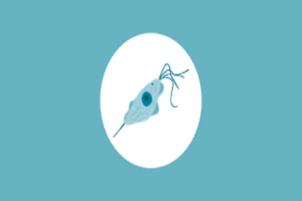 trichomoniasis2