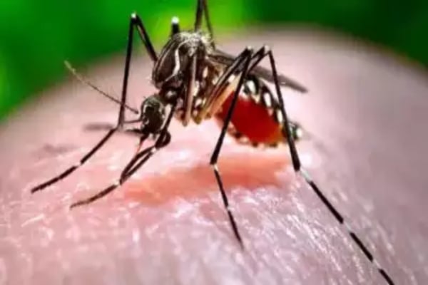 zika2