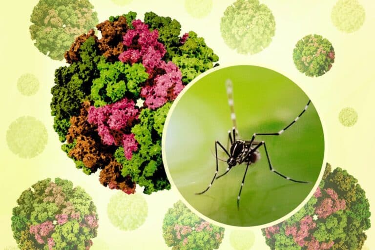 Chikungunya: Ο ιός που μεταφέρει το κλίμα — και απειλεί τον κόσμο