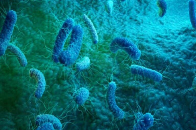 Μαύρη Πανώλη: Ηφαιστειακή έκρηξη μπορεί να πυροδότησε την πανούκλα