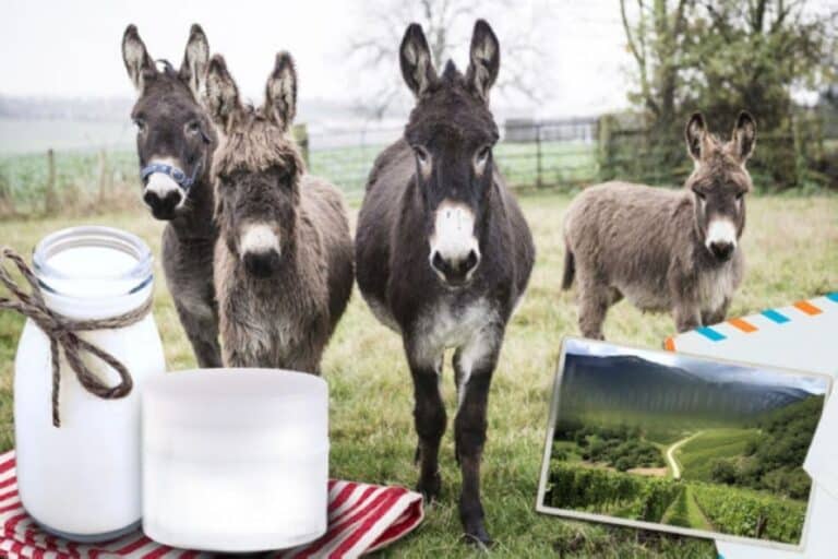 Γάλα Γαϊδούρας: Το μυστικό ομορφιάς των αρχαίων