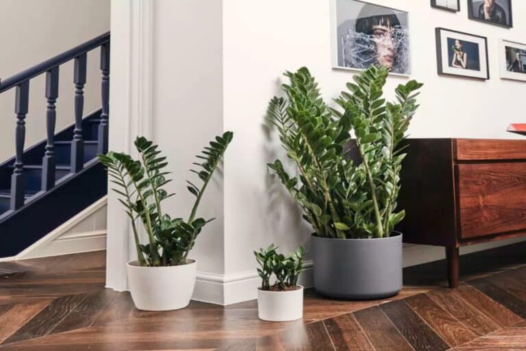 Πως τα φυτά εσωτερικού χώρου δίνουν ζωή στον χώρο και ευεργετούν την υγεία σας