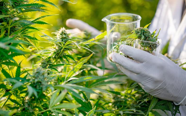 Κάνναβη: Μελέτη αποκαλύπτει πώς παράγει THC, CBD και CBC