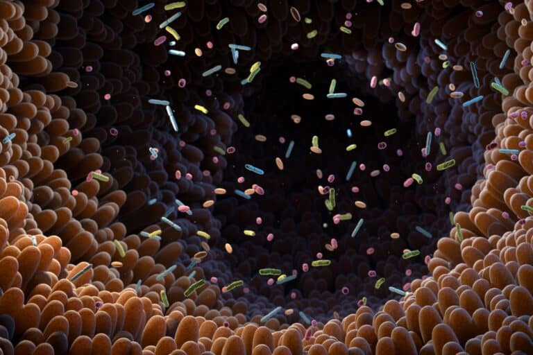 Διαρρέον έντερο: Είναι το «leaky gut» ένα πρόβλημα υγείας που πρέπει να μας απασχολεί;
